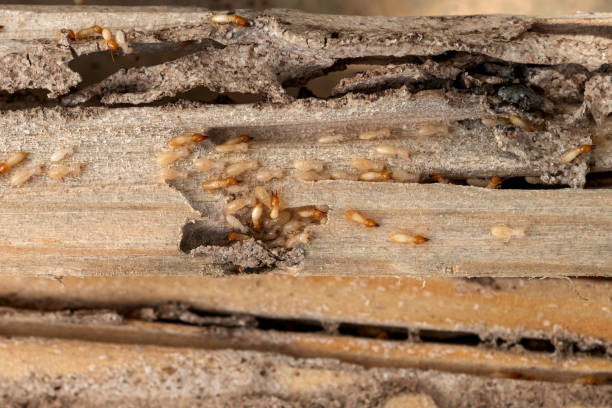 Best Pest Removal Services  in Alexandria, IN